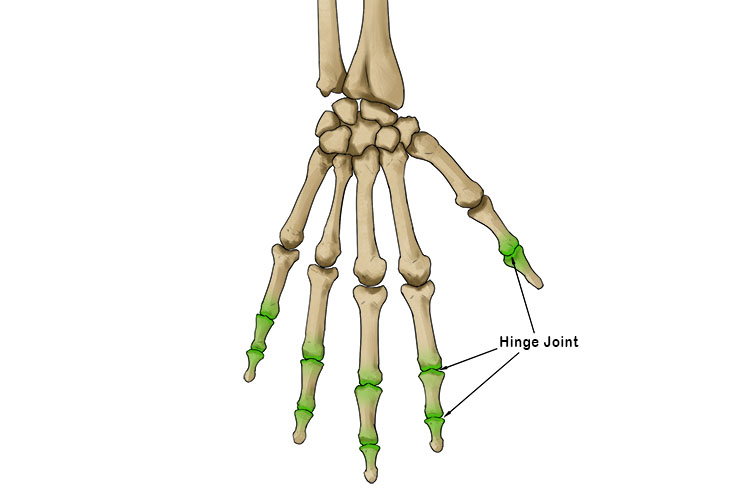 The hinge joint can be found in the finger joints of the hand and allows movement in one plane towards the palm